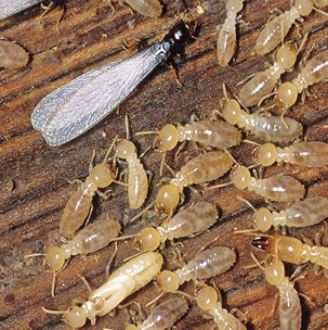 services termites